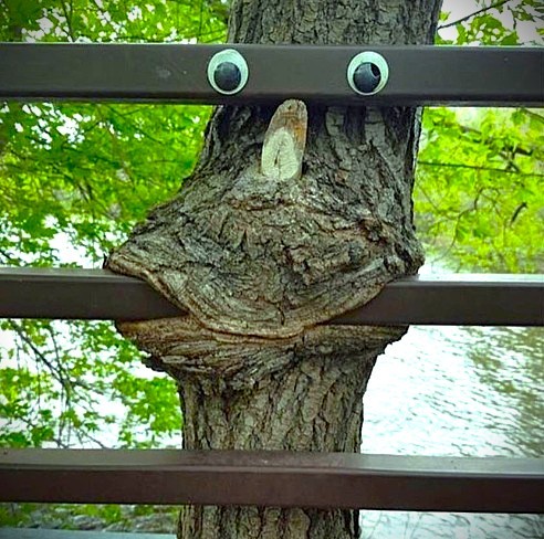 Tree trunk growing around metal fence rails with googly eyes attached, creating a funny face