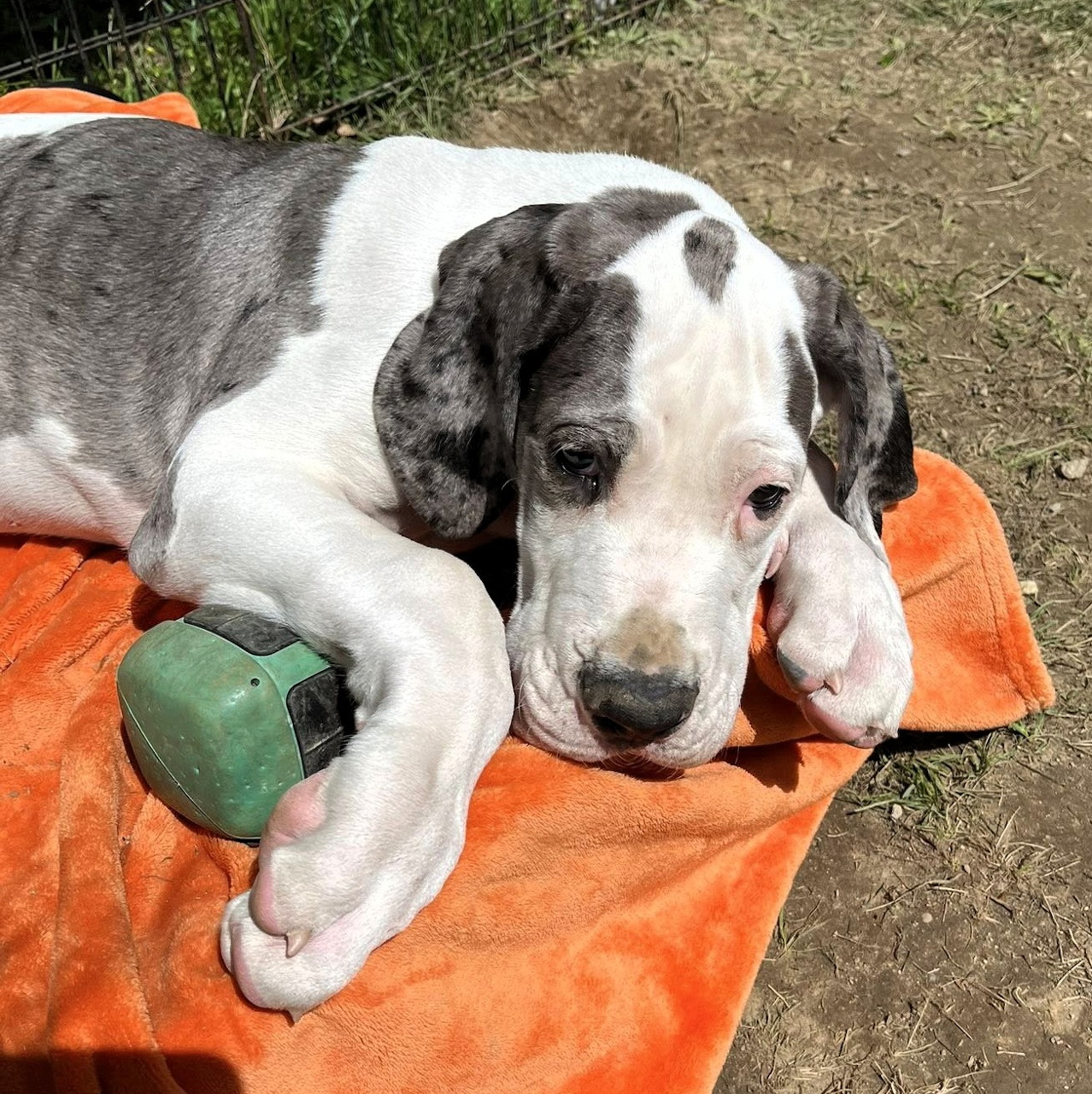 Black and white spotted Great Dane puppy lying on orange blanket with green ball