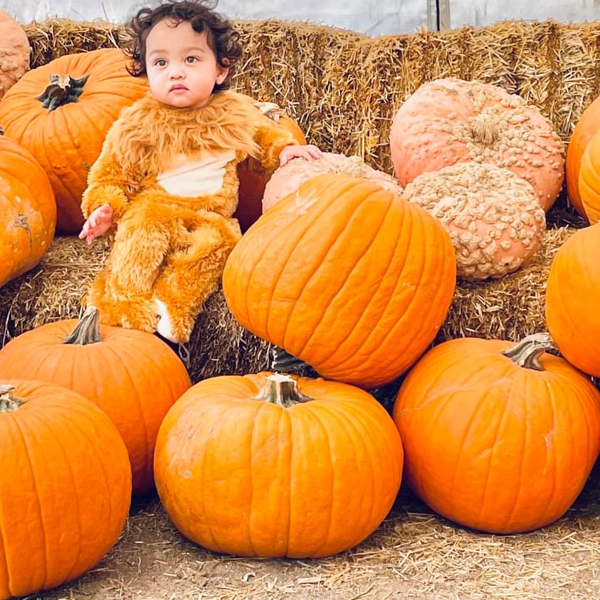 Toddler in a lion costume sitting among pumpkins on hay bales