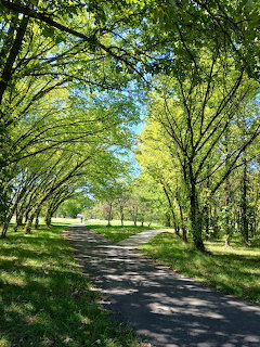 Tree-lined walking path with green canopy forming a natural tunnel on a sunny day