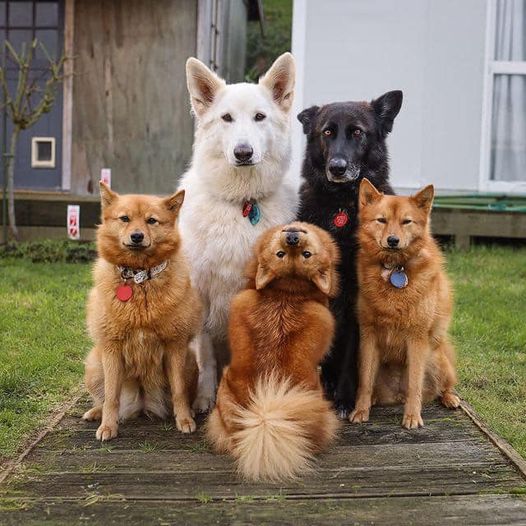Five Dogs Portrait