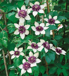 White clematis flowers with purple centers blooming on vine with green leaves
