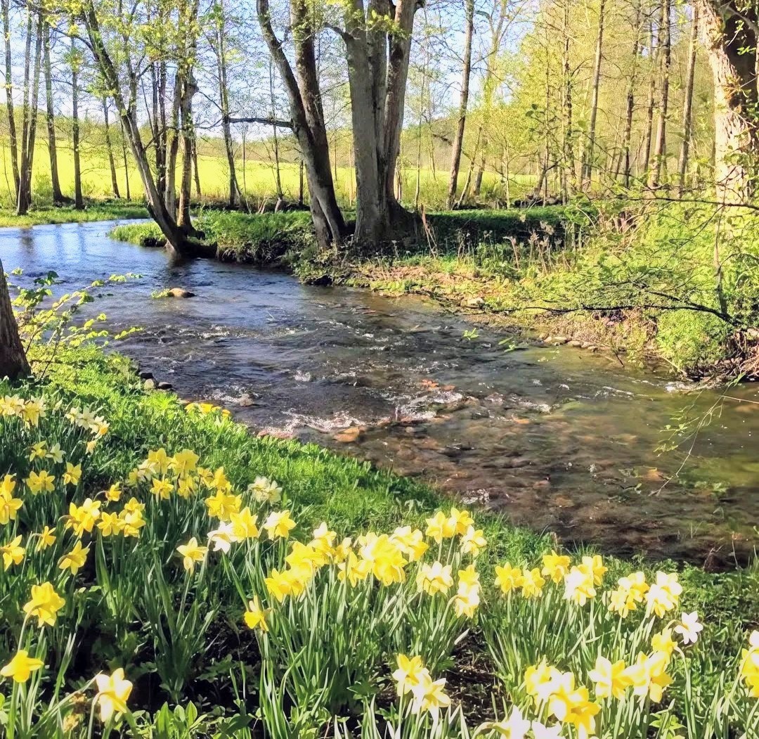 Daffodils Blooming by Creek