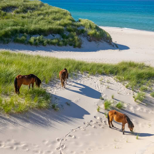 Horses on Beach