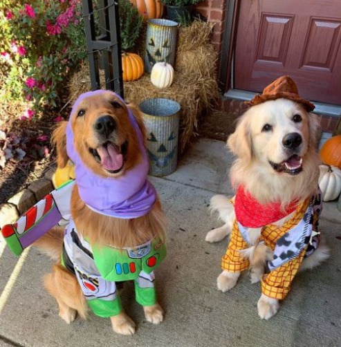 Dogs in Toy Story Costumes