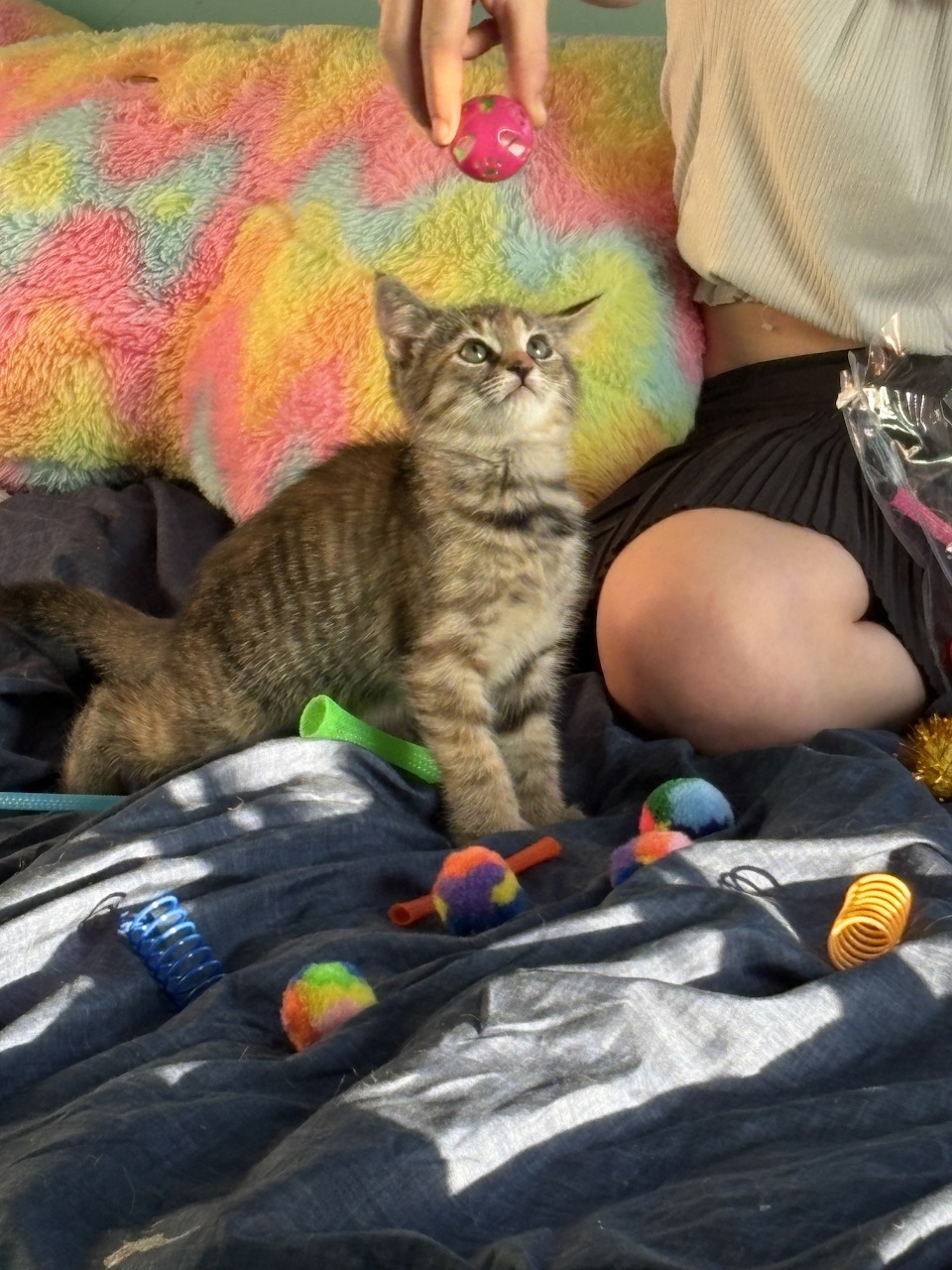 Young tabby kitten sitting on a gray blanket surrounded by colorful cat toys