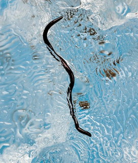 Dark ice worm on wet blue glacier ice with rippled frozen textures