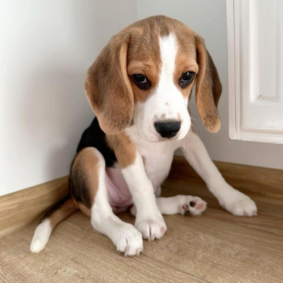 Hound Dog Pup