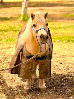 Miniature horse wearing brown blanket and halter standing outdoors in sunlight