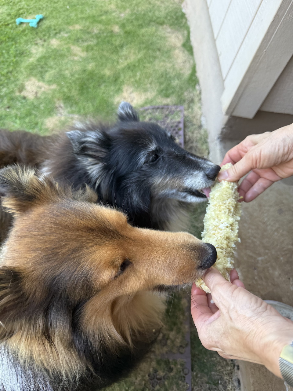 Dogs Eating Corn on Cob