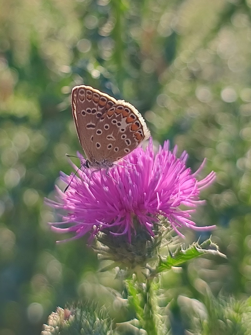 Brown spotted butterfly perched on a bright pink thistle flower with blurred green background