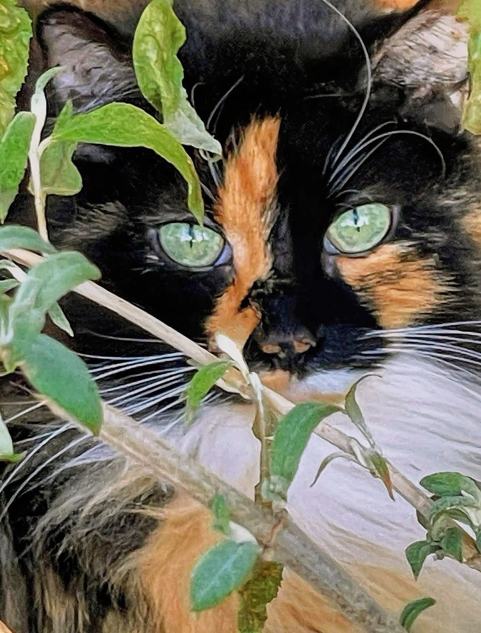 Close-up of a green-eyed tortoiseshell cat peeking through leafy branches