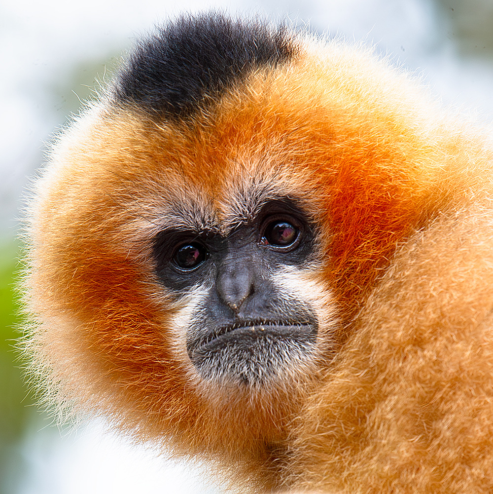 Northern White Cheeked Gibbon Female