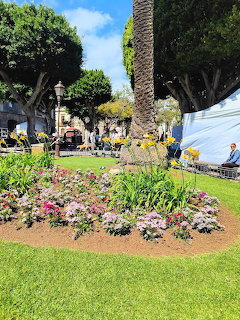 Flower bed around a palm tree in a sunny park with grass and trees