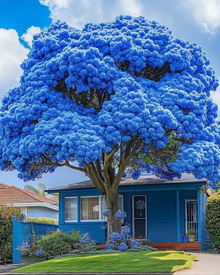 Bright blue jacaranda tree blooming in front of a blue house
