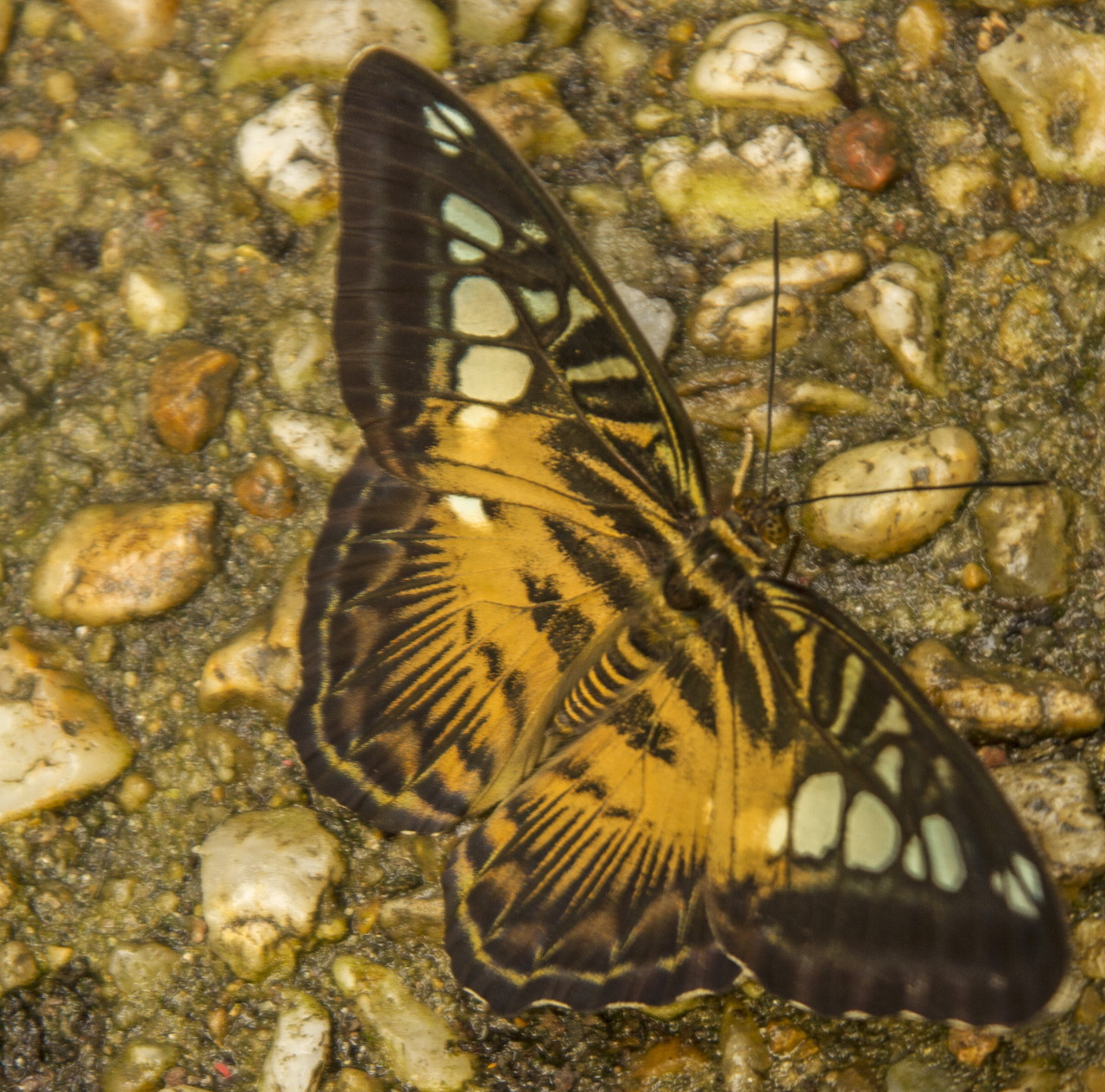 Brown and cream butterfly resting on gravel with small pebbles