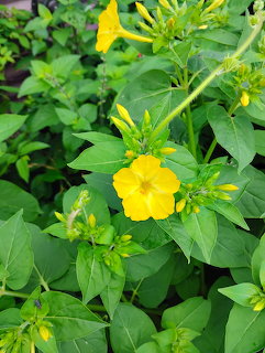 Bright yellow flowers with green leaves and buds in a garden