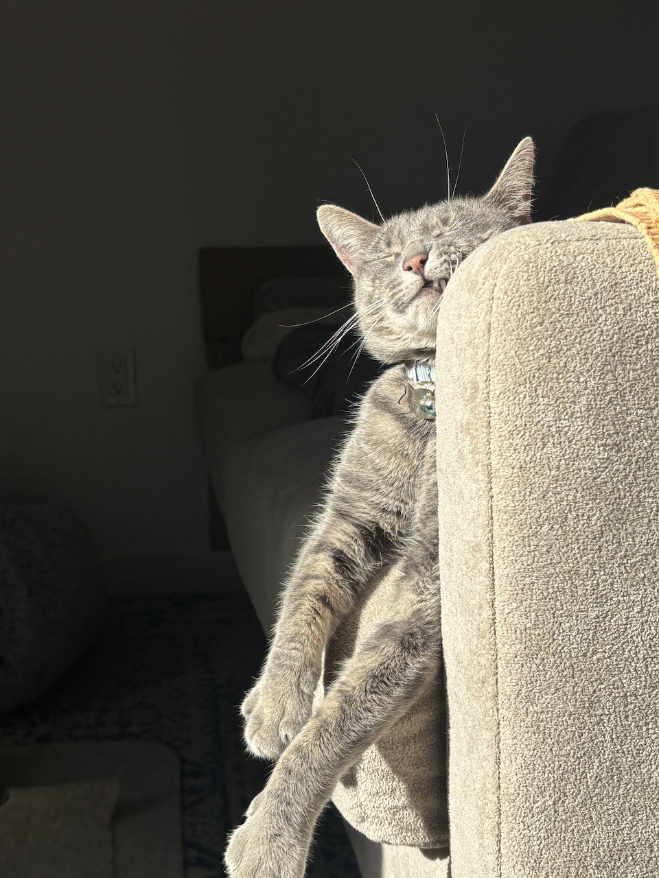 Gray tabby cat with eyes closed stretching on beige scratching post