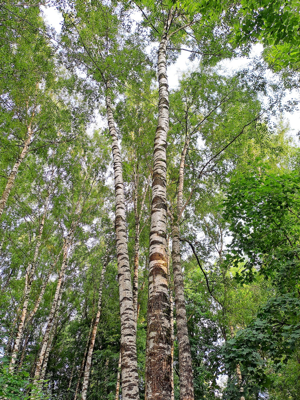 Upward view of tall birch trees in a green forest canopy