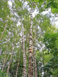 Birch Forest Canopy
