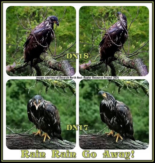 Collage of four photos showing juvenile bald eagles perched on tree branches against green foliage