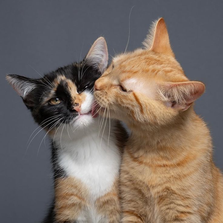 Orange tabby cat groming a black and white tuxedo cat against a gray background