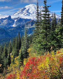 Snow-covered mountain behind pine forest and red-orange wildflowers