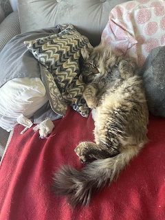Large tabby cat sleeping on a red blanket on a couch with pillows and a chevron throw