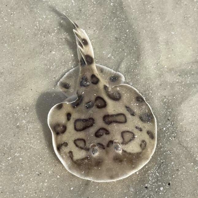 Stingray on Sandy Ocean Floor