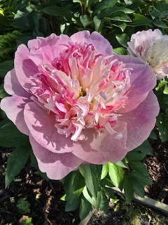 Close-up of a large pink peony flower blooming among green leaves in a garden