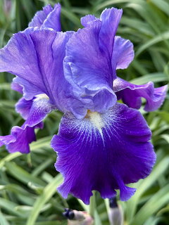 Close-up of a purple and blue bearded iris flower bloming among green leaves