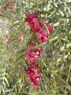 Clusters of pink and red berries on a native Australian plant with narrow green leaves