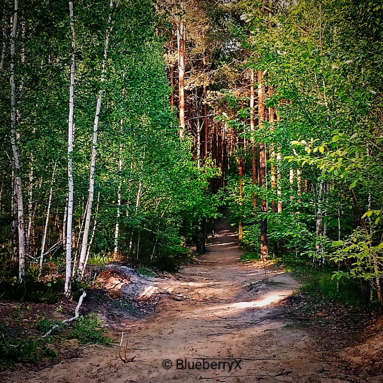 Dirt path through a leafy forest with tall trees and sunlight filtering through