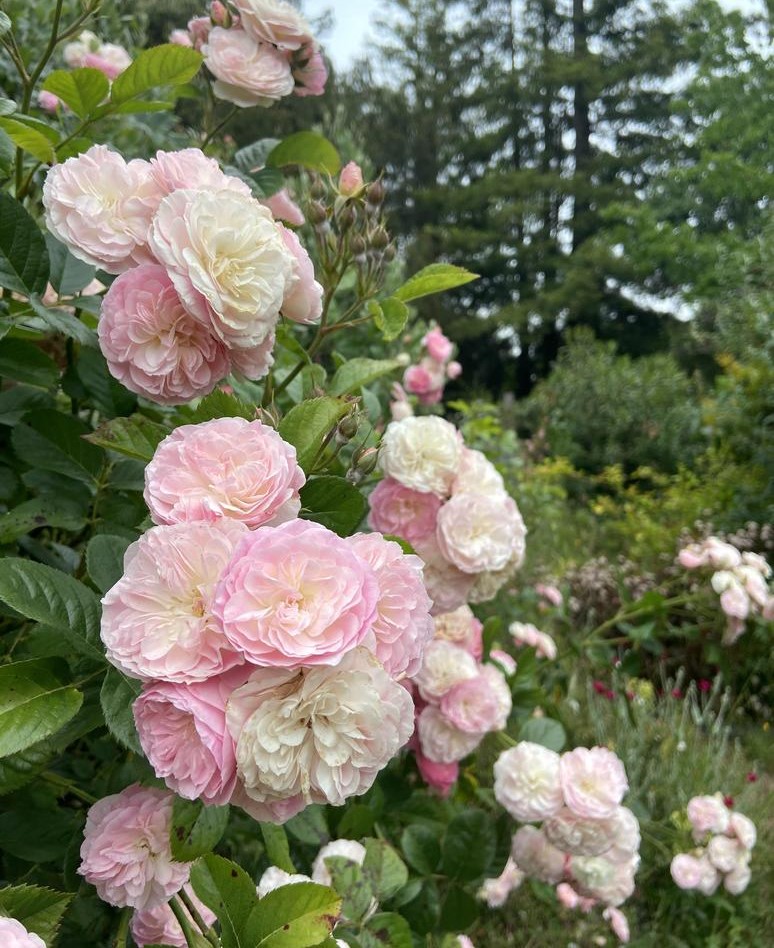 Clusters of pink and cream old roses blooming in a garden with green foliage and trees behind