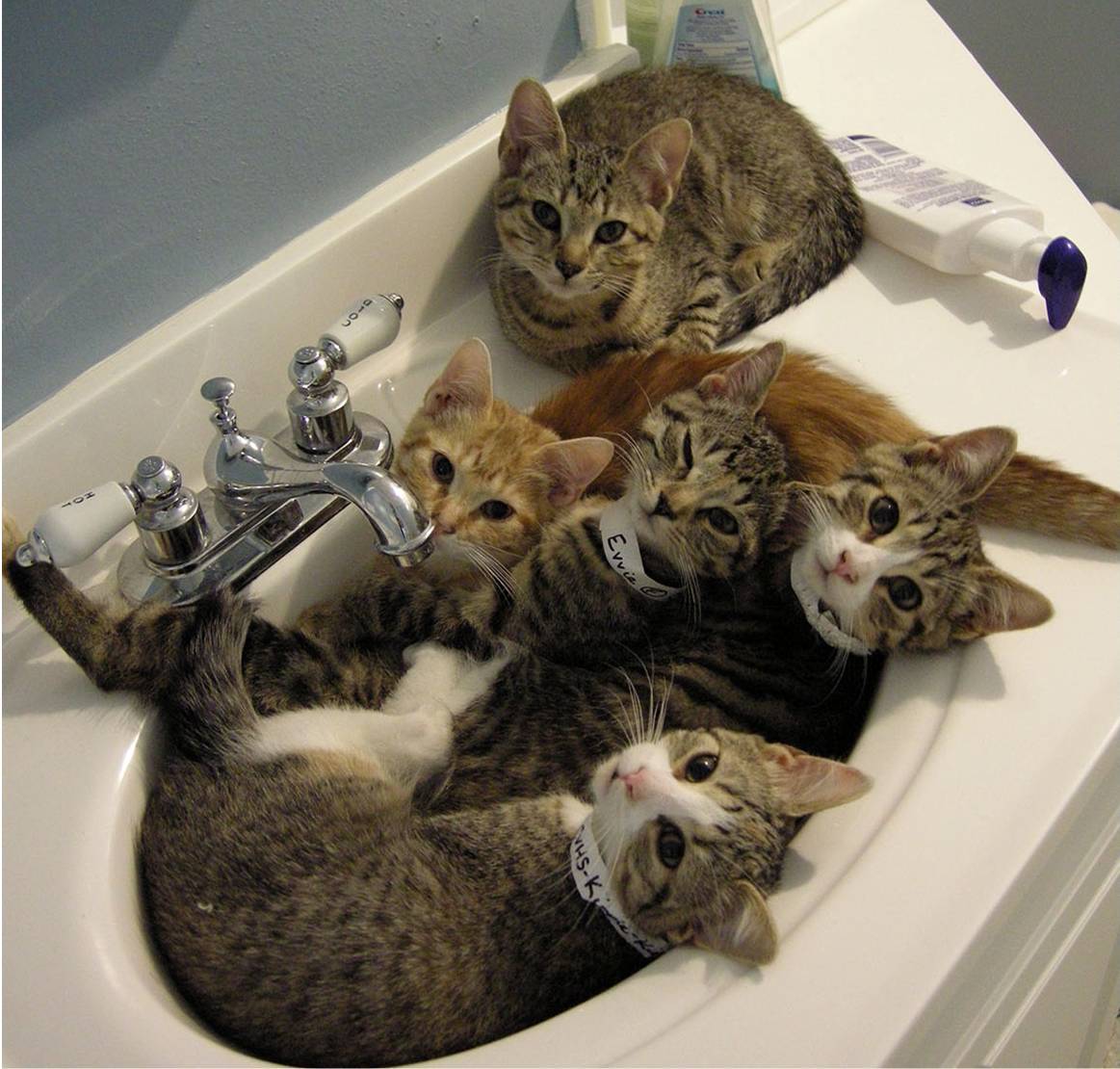 Four tabby kittens lying together in a white sink with adult cat above them