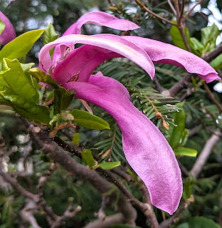 Pink Magnolia Blossom