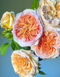Peach and apricot garden roses with green leaves on blue background