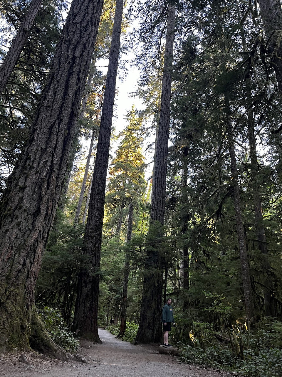 Forest Tall Trees