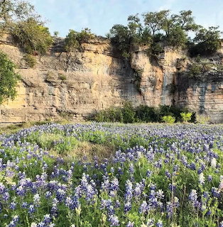 Bluebonnets blooming in a field beneath limestone cliffs and trees
