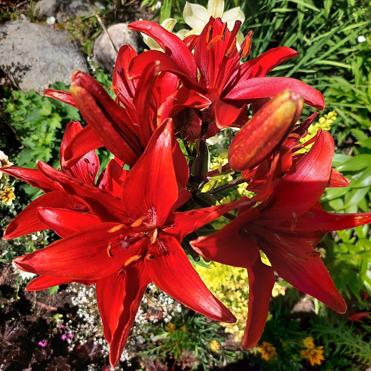Red Lily Flowers