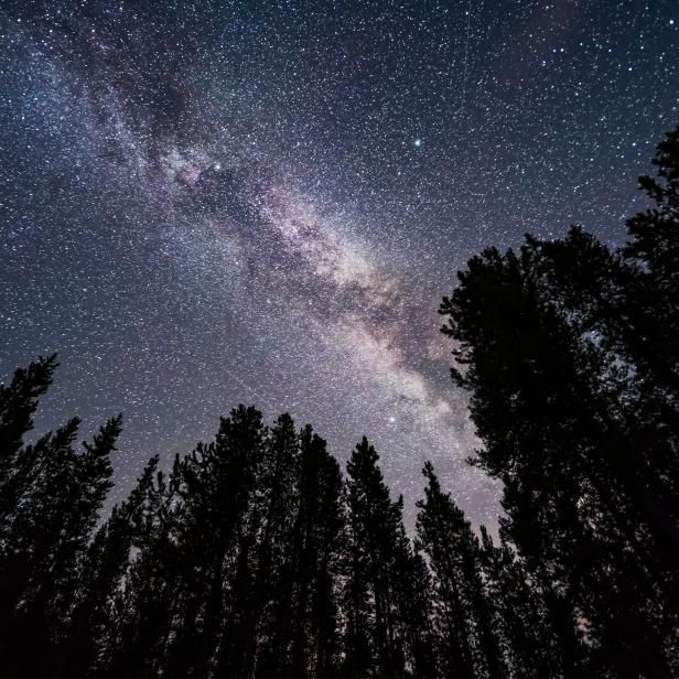 Milky Way in a starry night sky above silhouetted pine trees