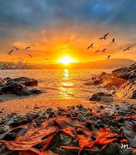 Sunset over the ocean with birds flying above rocky shore