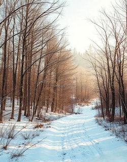 Winter Landscape Scene