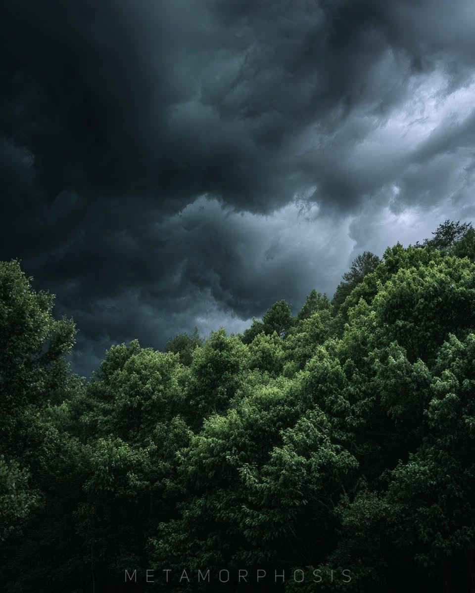 Storm Brewing Over Forest