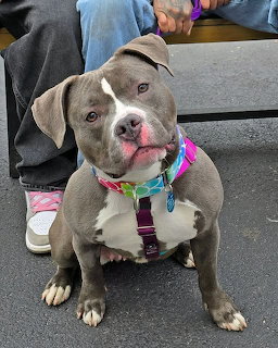 Gray pitbull dog sitting outdoors wearing pink collar