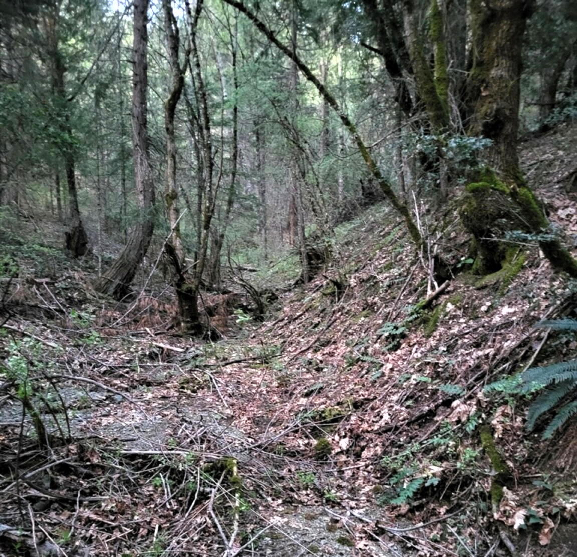 Shallow wooded gully with dry leaves, branches, and thin trees on a sloped forest floor