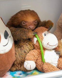 Baby sloth with reddish-brown fur holding stuffed animal toys