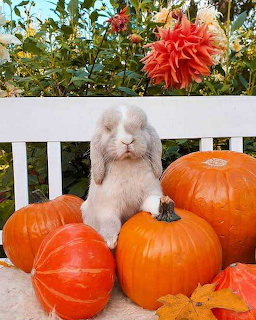 Garden Bunny with Pumpkins