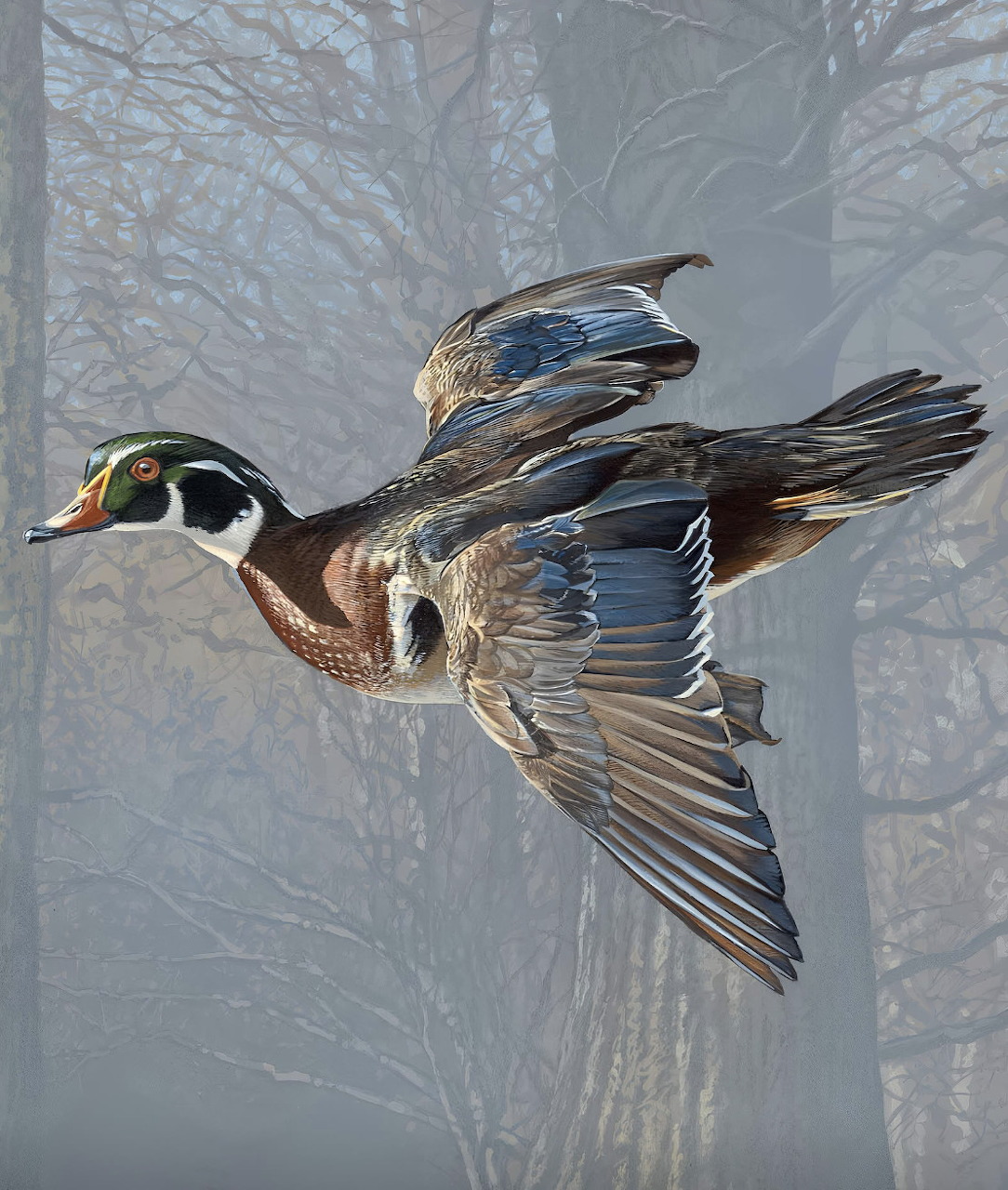 Wood Duck in Flight