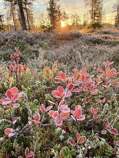 Frost-covered pink wildflowers in a meadow at sunrise with trees in the background